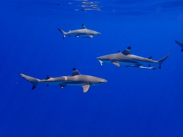 Où trouver les meilleurs spots pour la plongée avec les requins blancs en Afrique du Sud : saisons et conseils ?